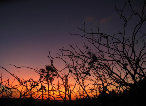 POVOS-DO-MAR-vegetação-de-praia-no-litoral-leste-foto-melquiades-4-e1317427744133