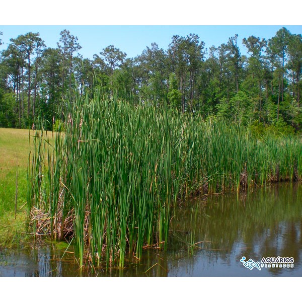 Typha Domingensis, a Tabua. Planta que dá nome a uma comunidade de São Miguel do Gostoso 