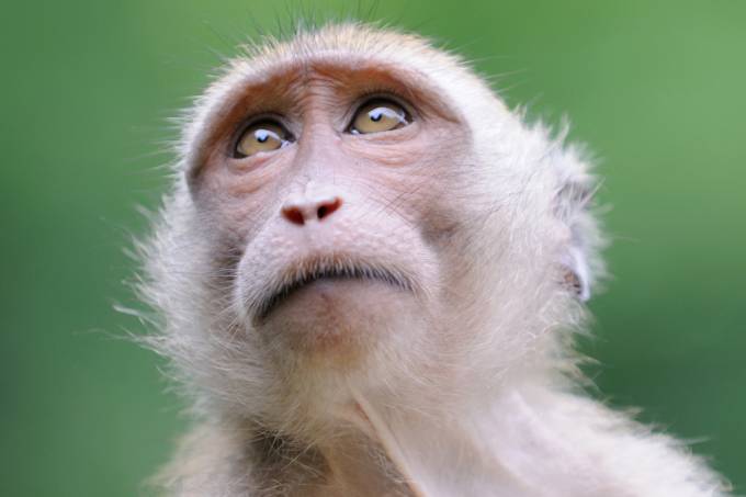 wp_metade-das-especc81cies-desapareceracc81