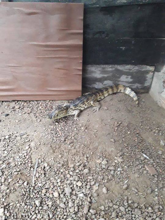 29542913_1891776687512875_6494066998413929464_n